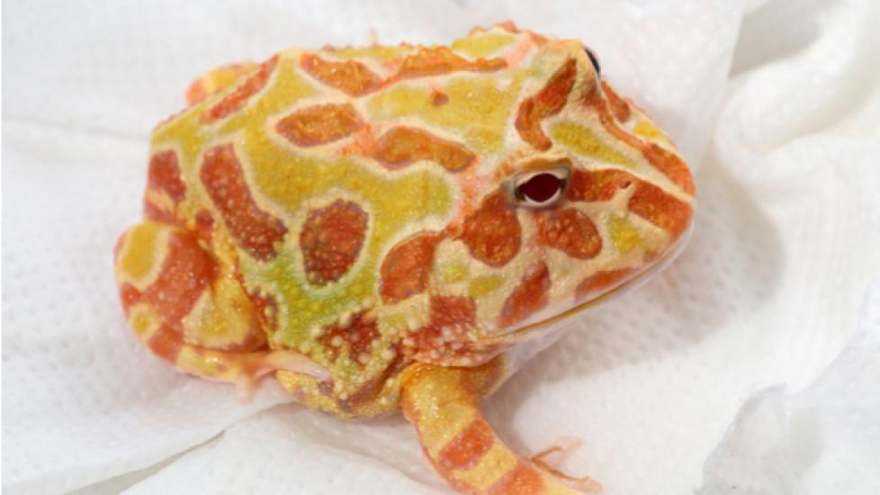 Sunburst cheap pacman frog